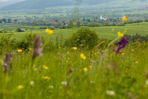 Miklosvar behind buttercups and orchids, by Fabrice Grover